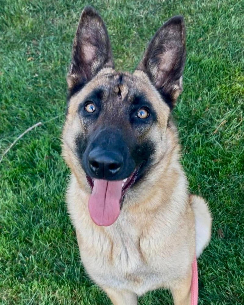 Belgian Malinois