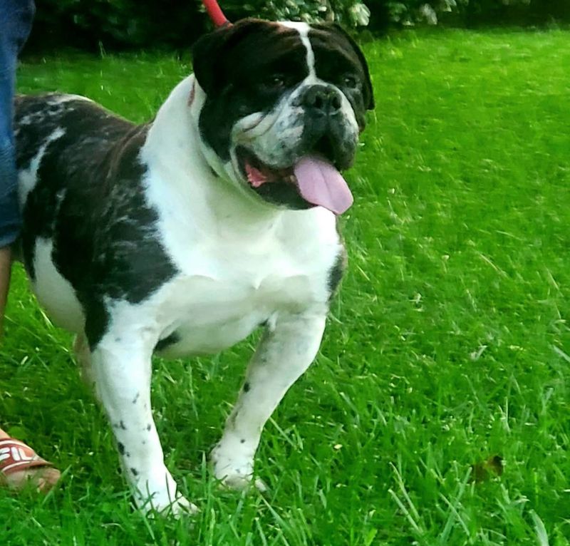 Alapaha Blue Blood Bulldog