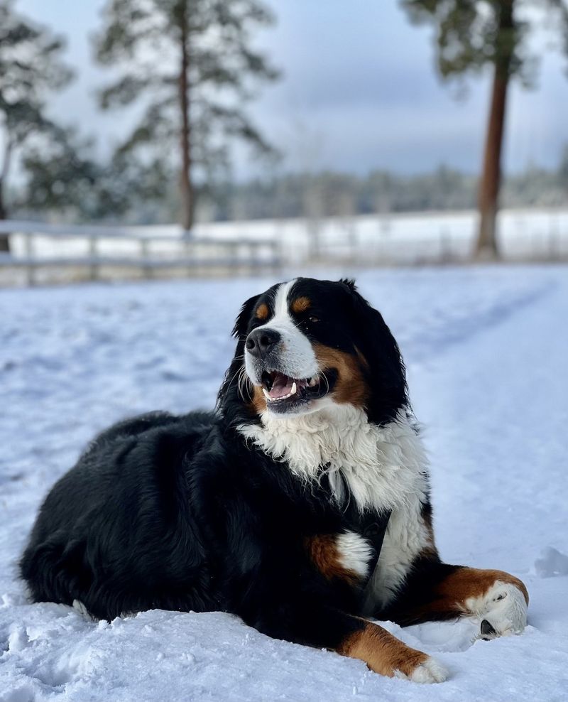 Bernese Mountain Dog