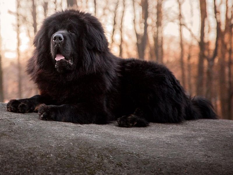 Newfoundland