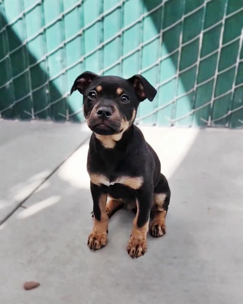 Rottweiler