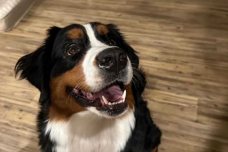 Bernese Mountain Dog