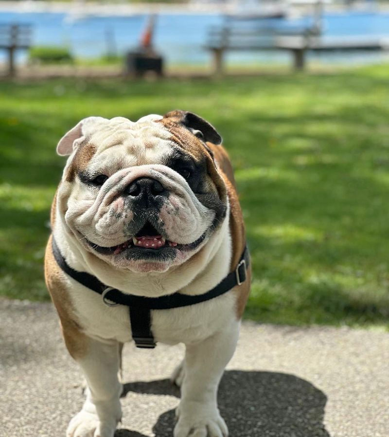 Bulldog