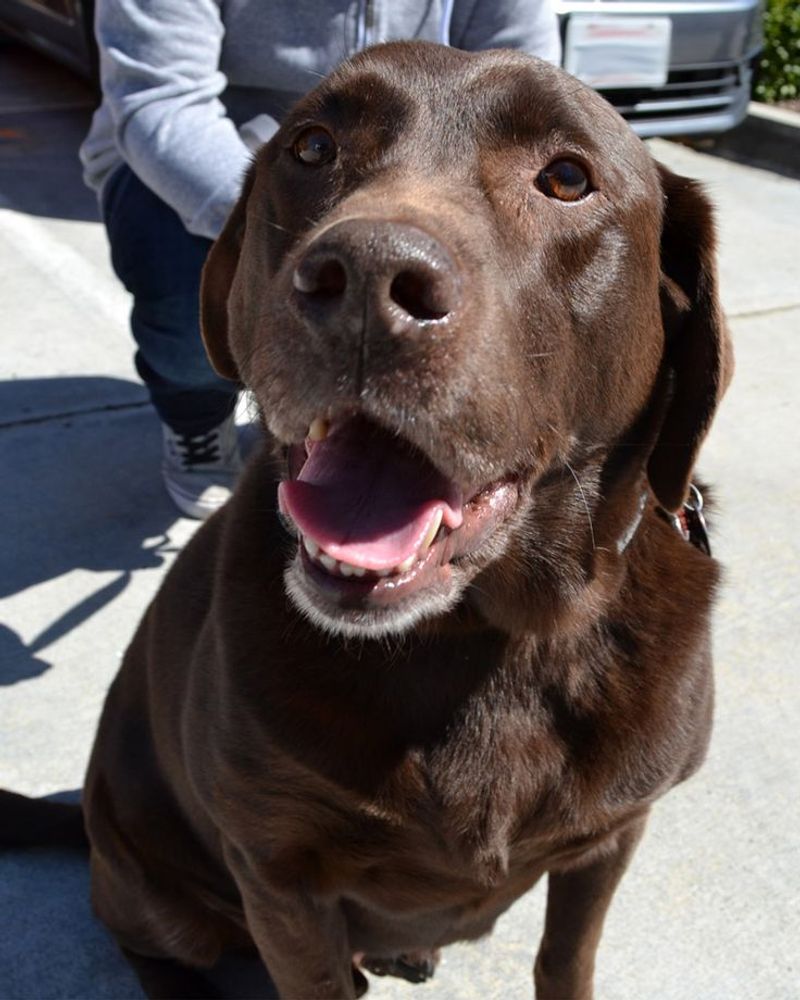 Labrador Retriever