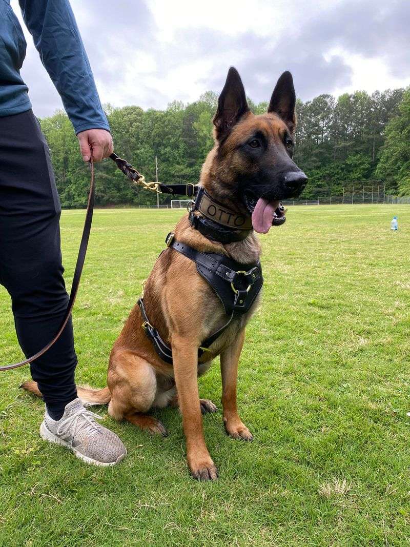 Belgian Malinois