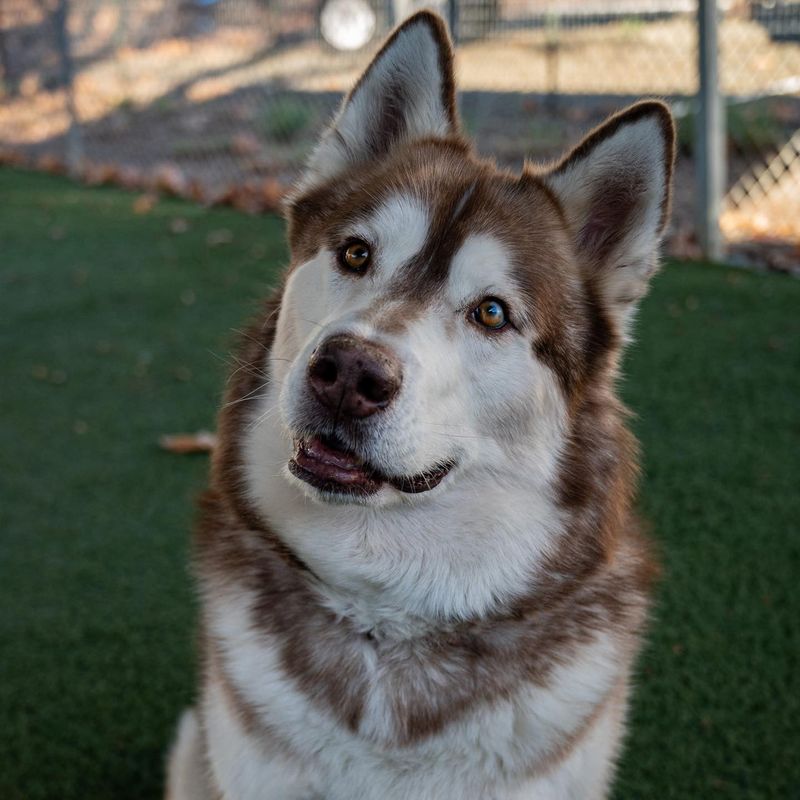 Alaskan Malamute