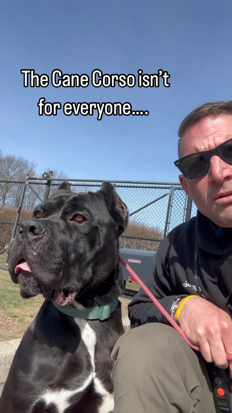 Cane Corso