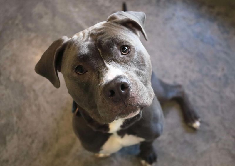 Pit Bull