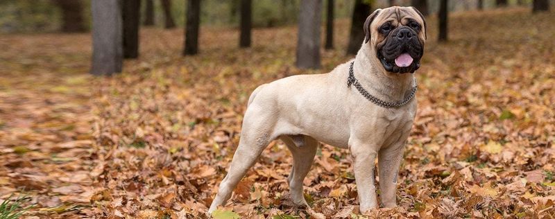 Bullmastiff
