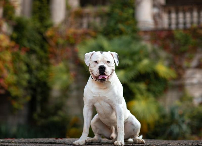 American Bulldog