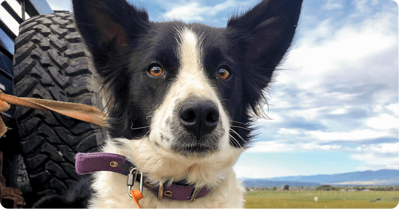 Lucy, the Vigilant Border Collie