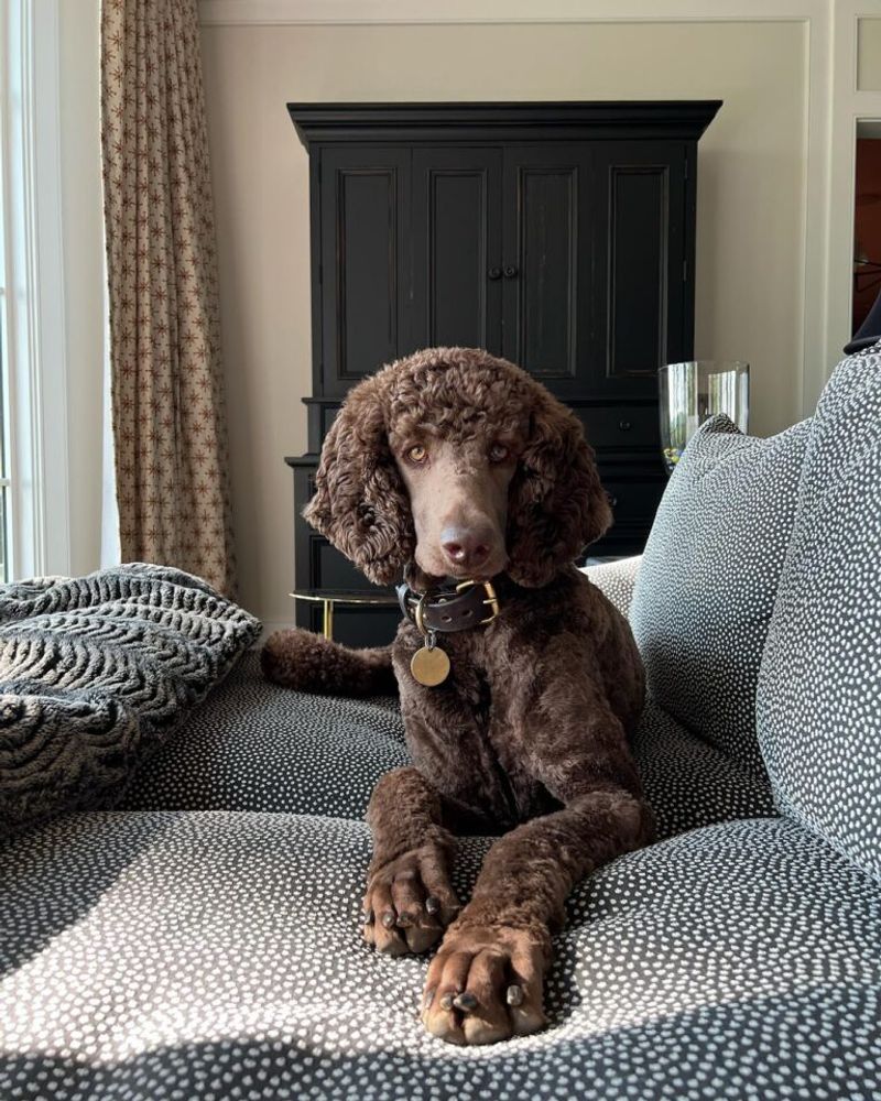 Coco, the Tasteful Trendsetter