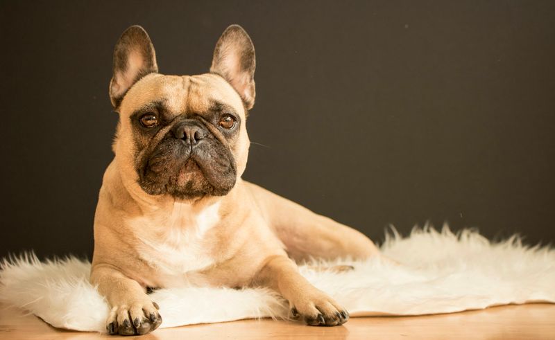 Bella the French Bulldog