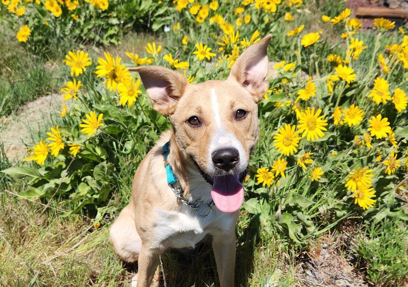 Daisy
