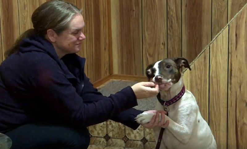 Rescue and Adoption Challenges
