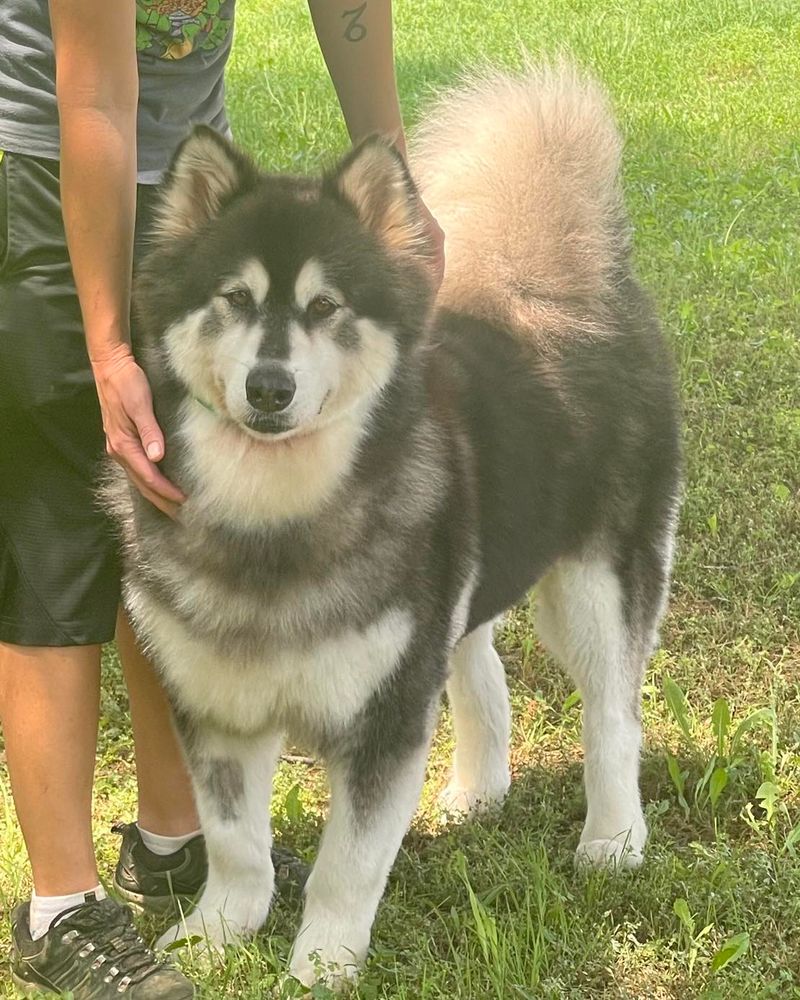 Alaskan Malamute