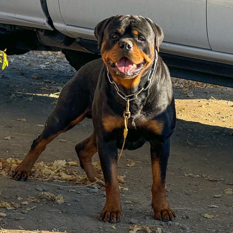 Rottweiler