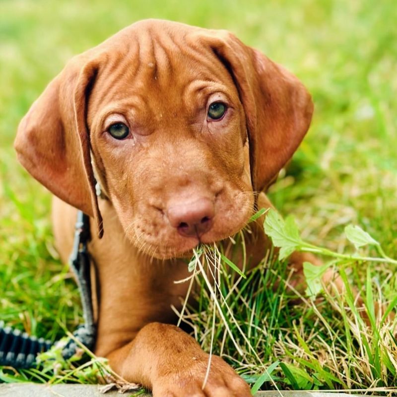 Vivacious Vizsla