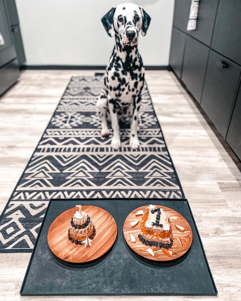Roxy the Dalmatian