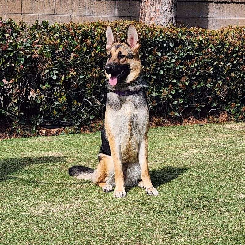Bella the Brave