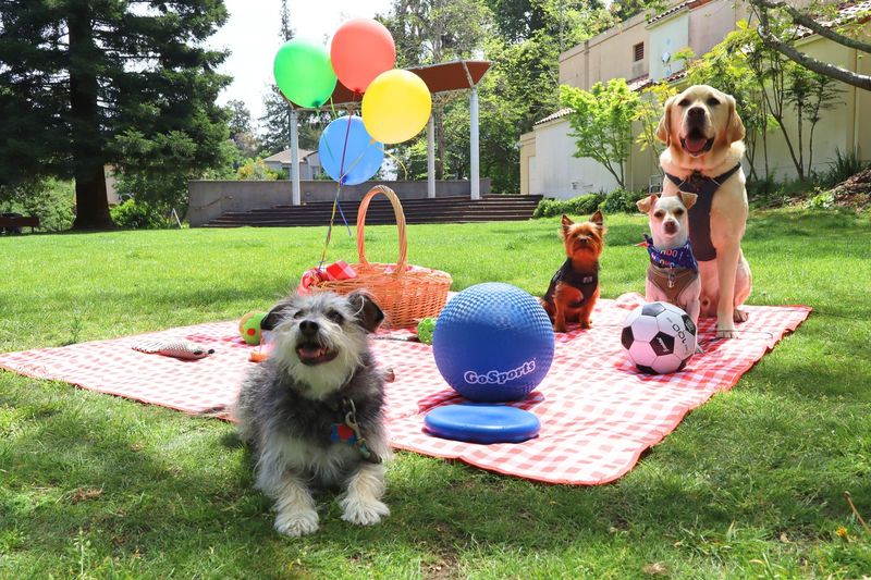 Pet-Friendly Social Events
