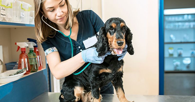 Routine Vet Visits