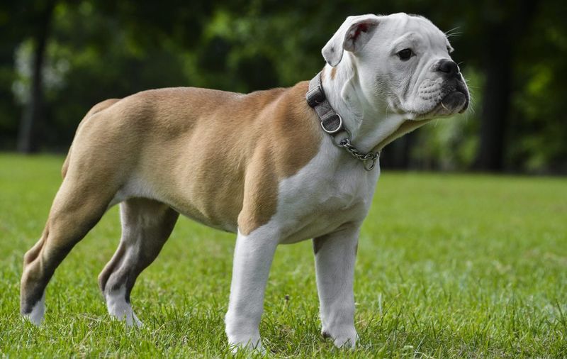 Victorian Bulldog