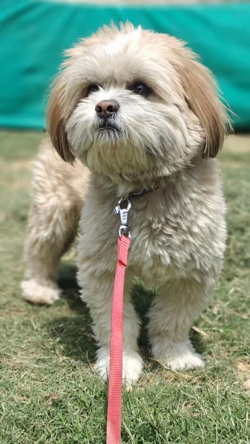 Lhasa Apso