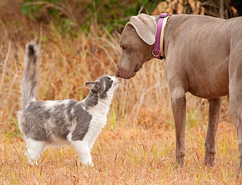 Weimaraner