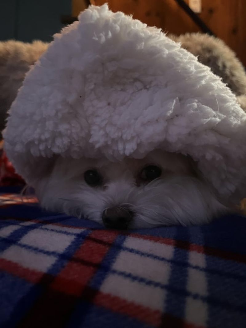 Maltese