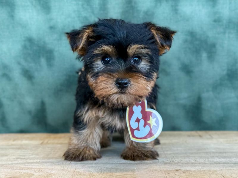 Yorkshire Terrier