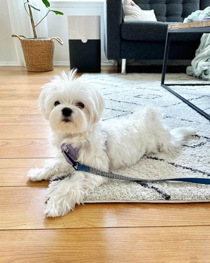 Maltese