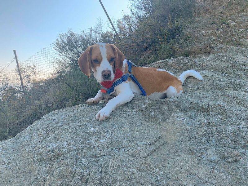 Beagle