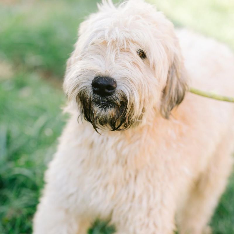 Soft Coated Wheaten Terrier