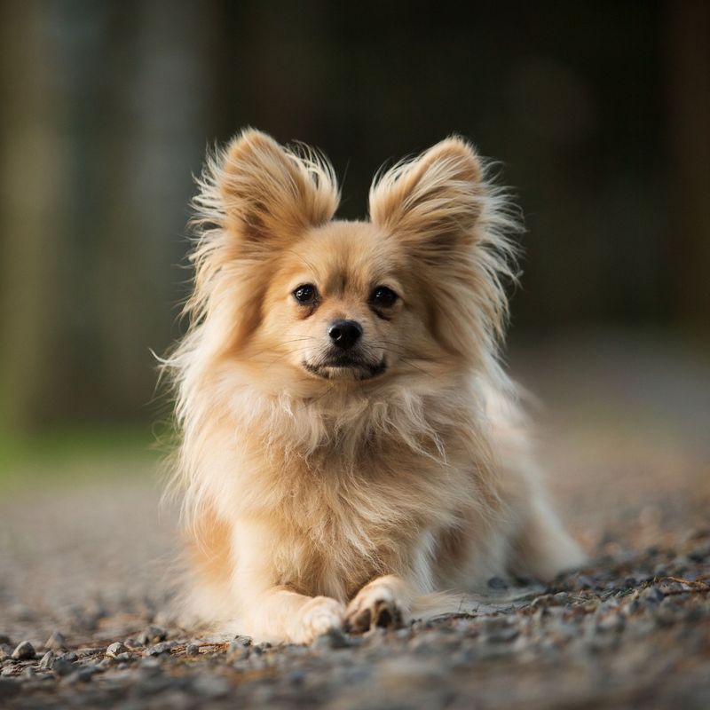 Papillon
