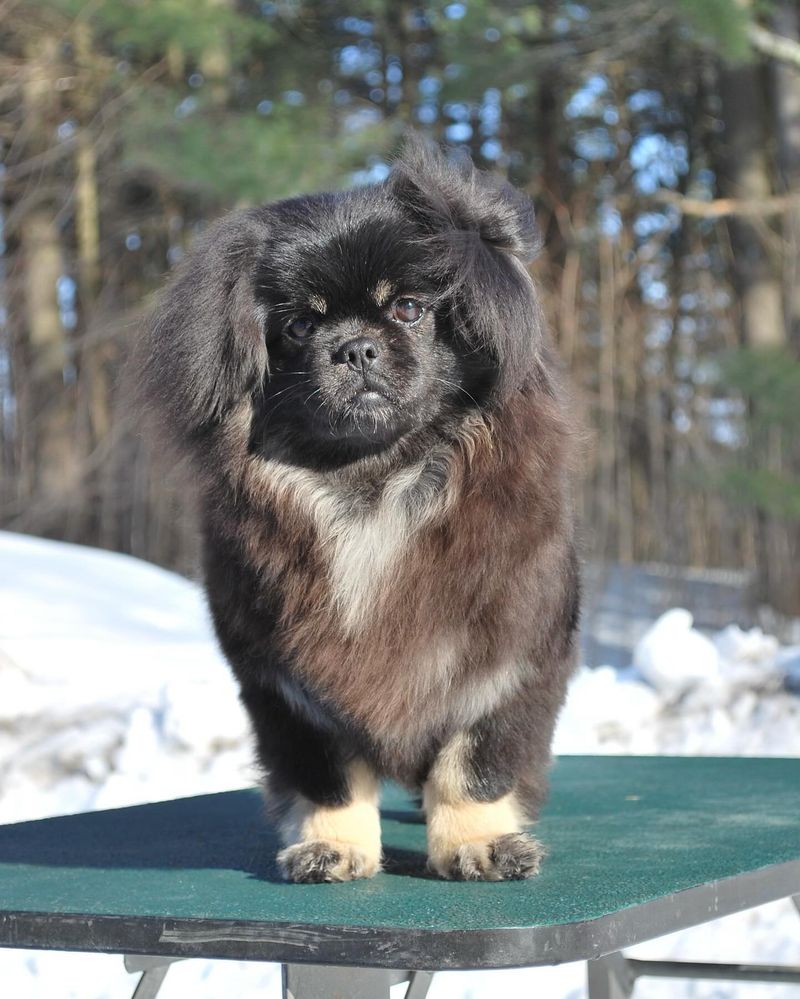 Tibetan Spaniel
