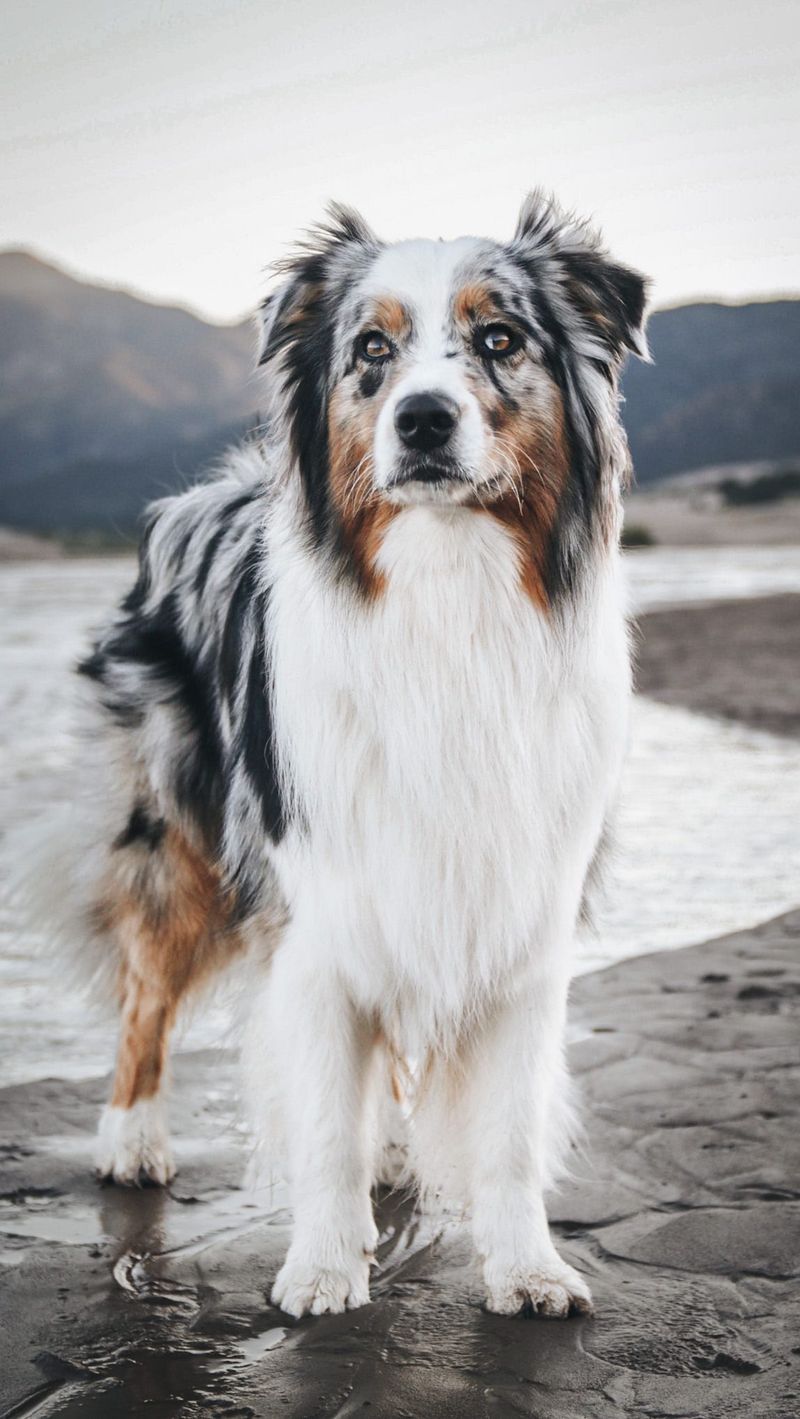 Australian Shepherd