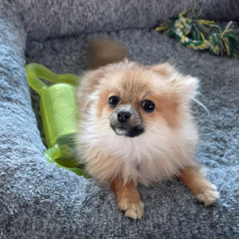 Pomeranian