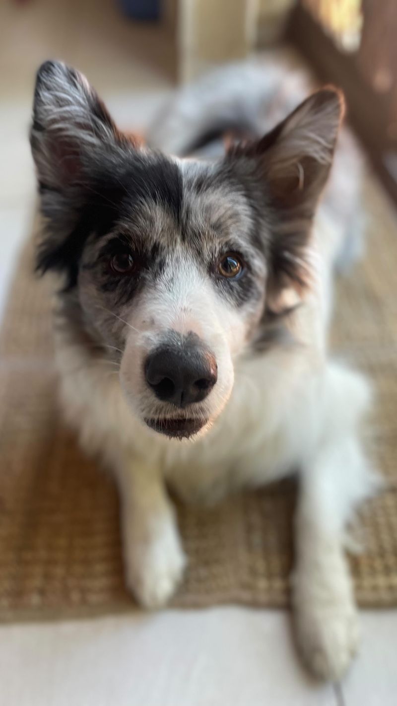 Border Collie