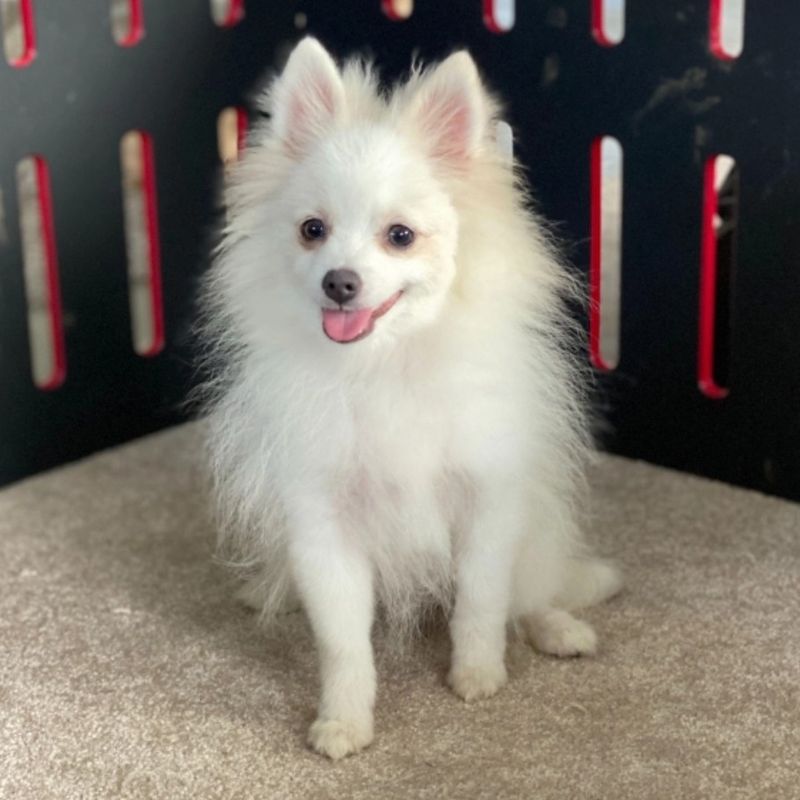 Pomeranian