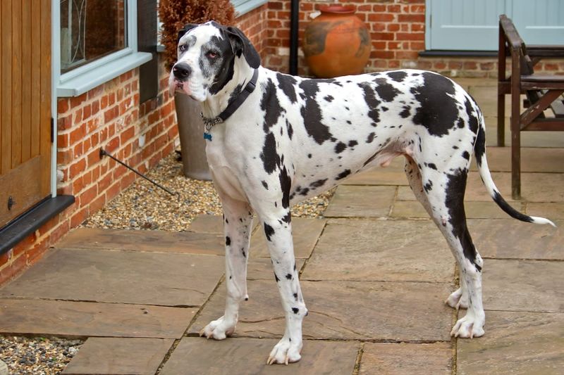 Great Dane