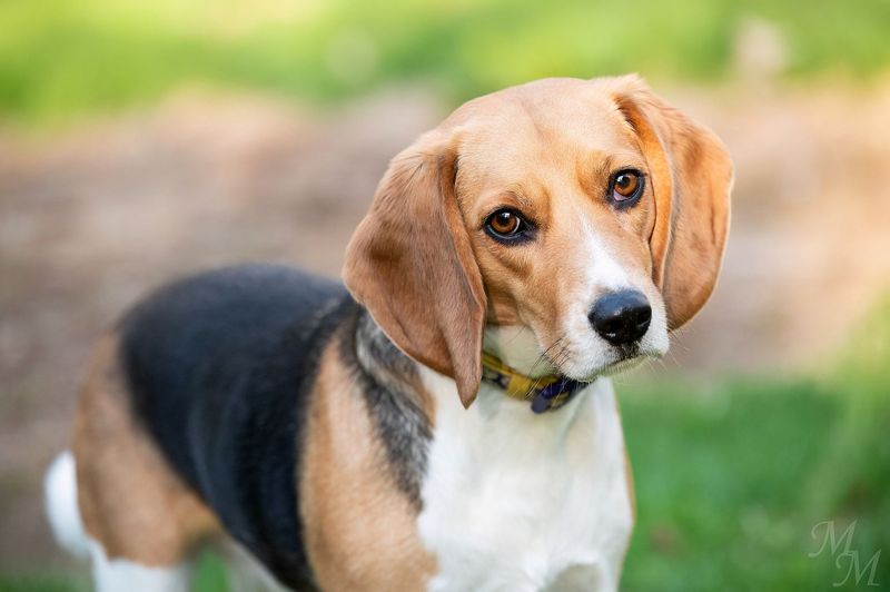 Beagle