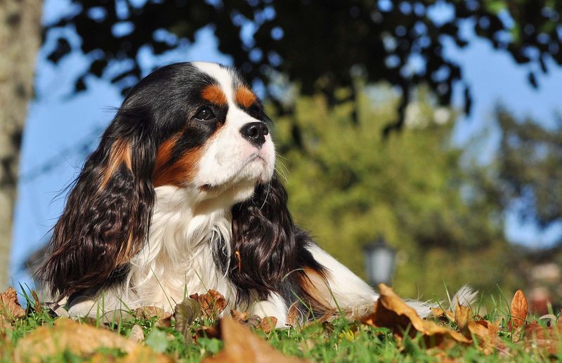 Cavalier King Charles Spaniel