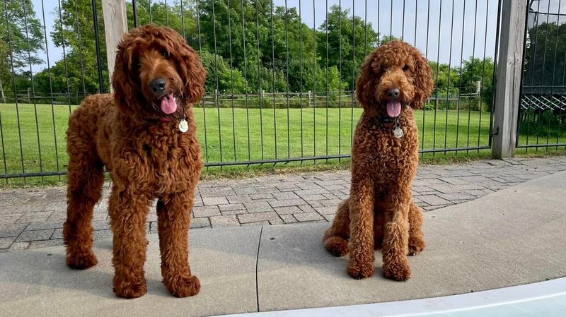 Poodle