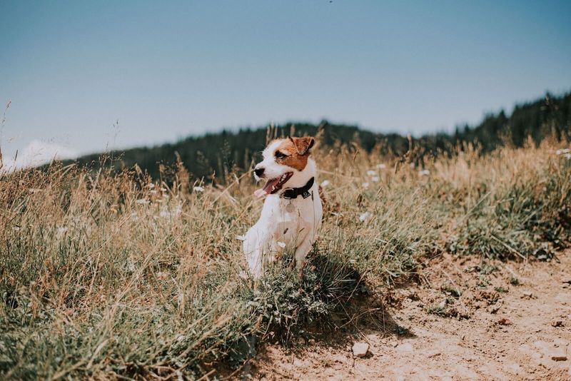 Jack Russell Terrier