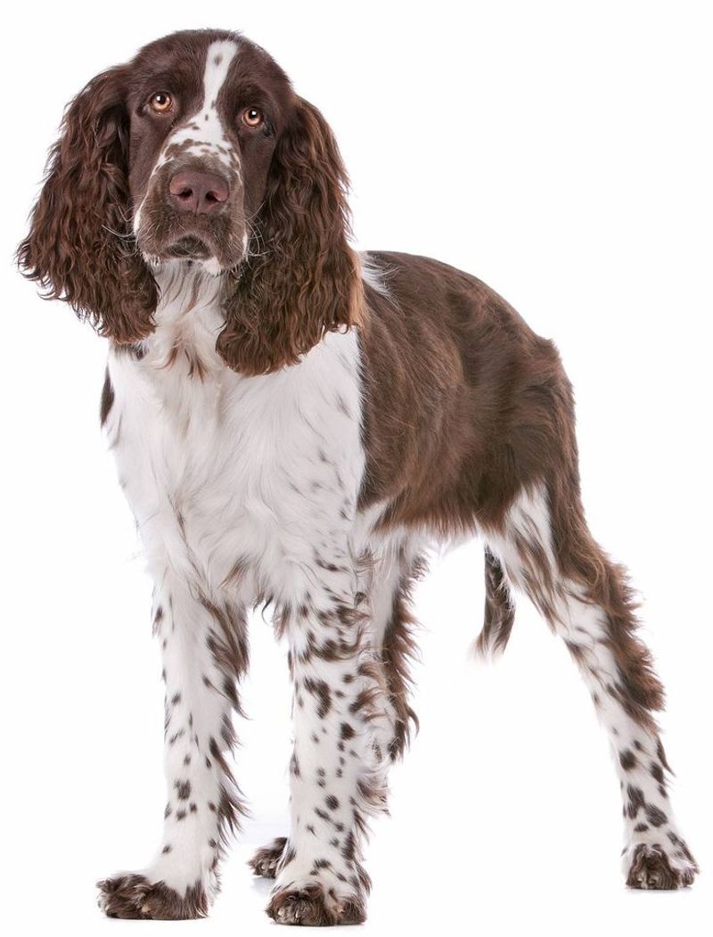 English Springer Spaniel