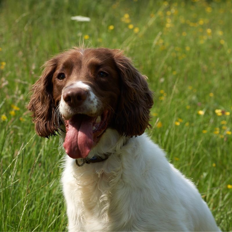 English Springer Spaniel