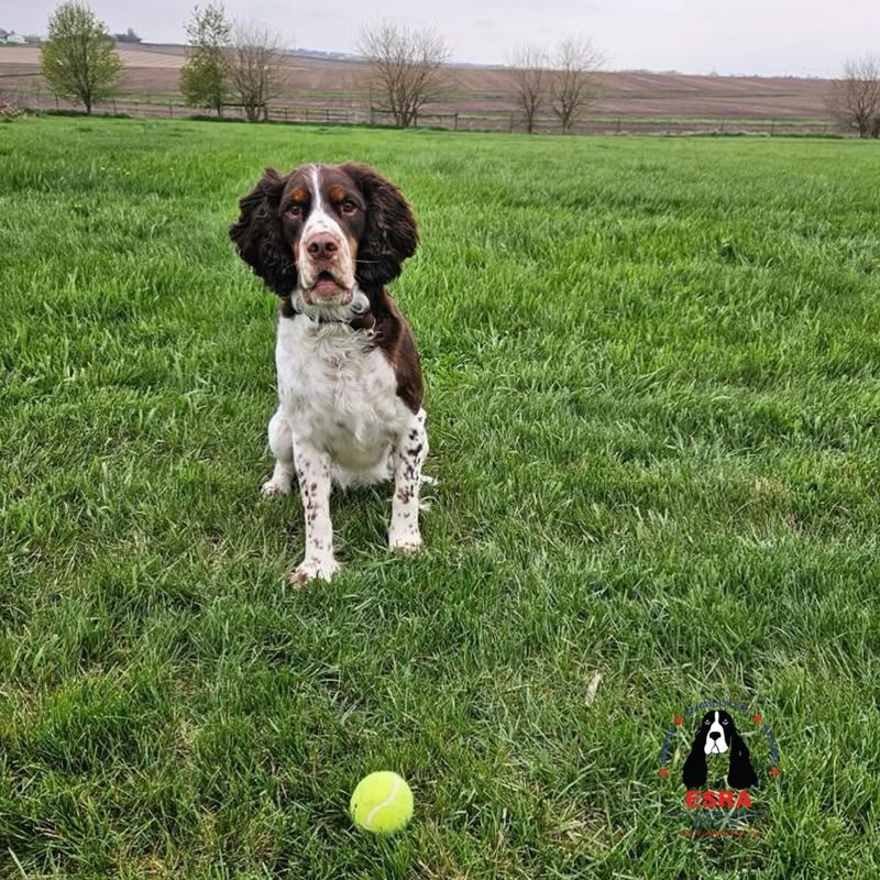English Springer Spaniel