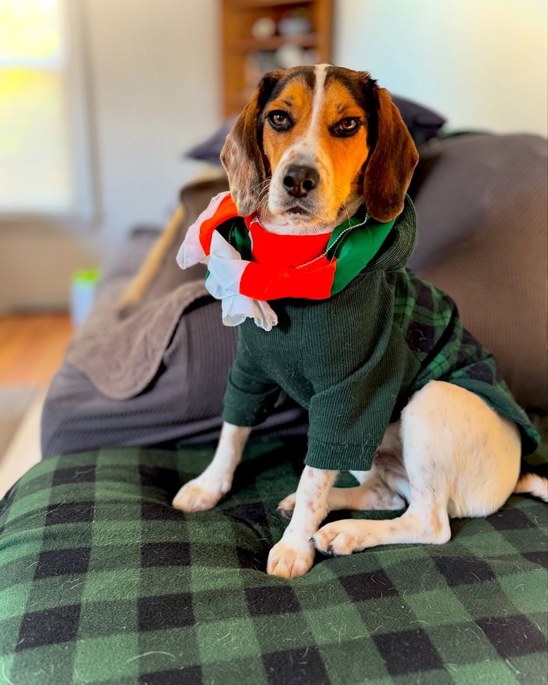 Beagle