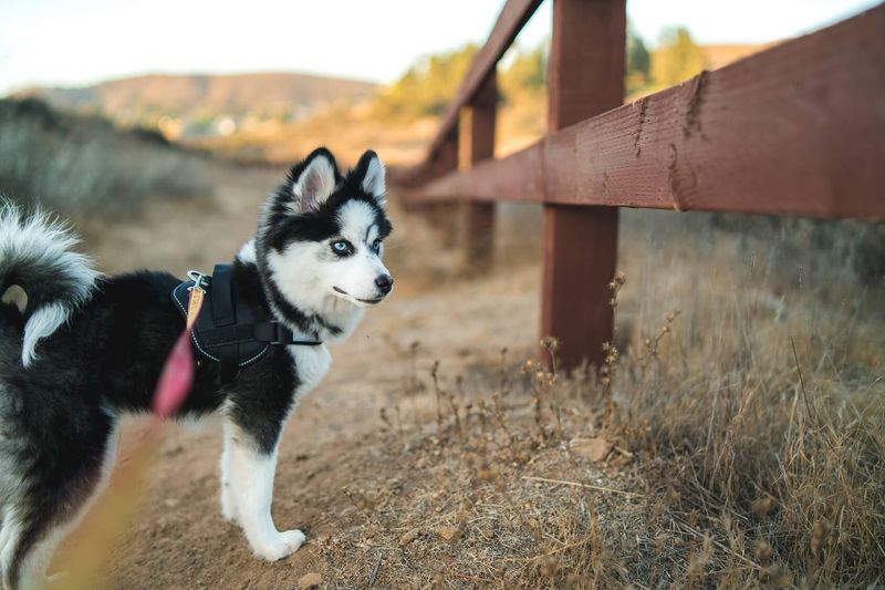 Origin of the Mini Husky